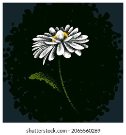 chamomile flower on a dark background.Vector illustration