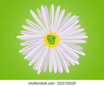 flor de camomila sobre fondo verde