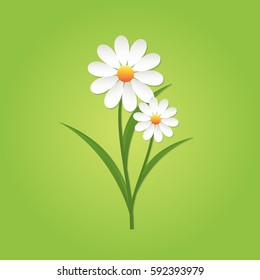 Chamomile flower on green background. Isolated vector illustration.