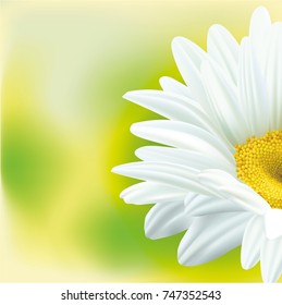 Chamomile flower on green background vector illustration