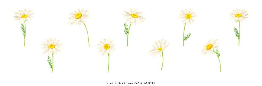 Chamomile Flower on Green Stem with Leaf Vector Set