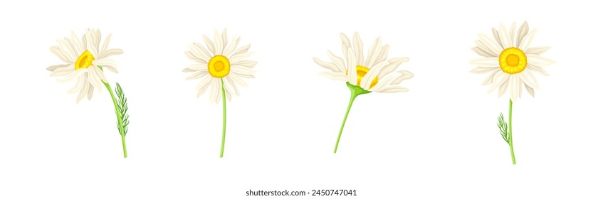 Chamomile Flower on Green Stem with Leaf Vector Set