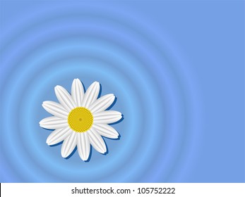 Chamomile flower on the water surface