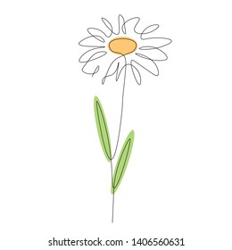  Chamomile flower on white background line drawing vector illustration