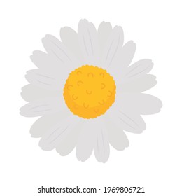 chamomile flower on white background