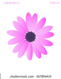 Chamomile flower on white background vector illustration 