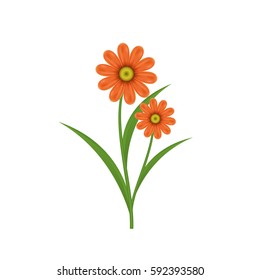 Chamomile flower on a white background. Isolated vector illustration.