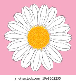 Chamomile flower. Original illustration. Hand drawn. Digital art. Art print. Nature. Visual effect of Colored pencil drawing. Vector EPS10. 