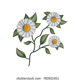 chamomile flower plant in white background
