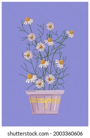 Chamomile in the flower pot. Vector colorful illustration in outline style with texture.