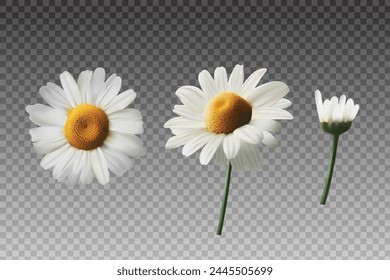 chamomile flower in realistic vector