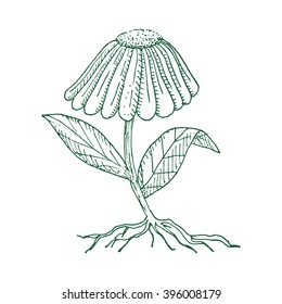 Chamomile flower with roots isolated on white. Hand drawn sketch.