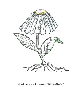 Chamomile flower with roots isolated on white. Hand drawn sketch.