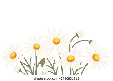 Chamomile flower in a row vector illustration isolated on white background