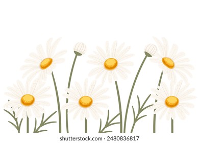 Flor de manzanilla en una Ilustración vectorial de la fila aislada sobre fondo blanco