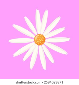 Chamomile flower. Spring design element for postcard or advertisement. Botanical illustration on isolated background.