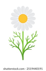 Flor de camomila com caule e folhas. Ilustração de vetor plano isolada em fundo branco. Conceito botânico e herbal. Perfeito para homeopatia, fitoterapia, projetos de medicina alternativa