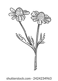 Chamomile flower with stem monochrome hand drawn sketch for drawing book vector illustration isolated on white background
