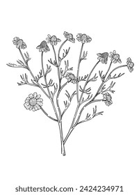 Chamomile flower with stem monochrome hand drawn sketch for drawing book vector illustration isolated on white background