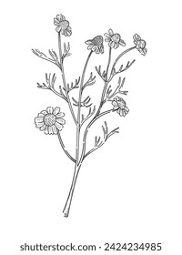 Chamomile flower with stem monochrome hand drawn sketch for drawing book vector illustration isolated on white background