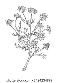 Chamomile flower with stem monochrome hand drawn sketch for drawing book vector illustration isolated on white background