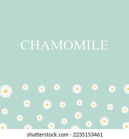 Chamomile flower template banner. Background with flowers of chamomile on blue background. Floral design with chamomiles. Flat illustration of flowers. vector illustration