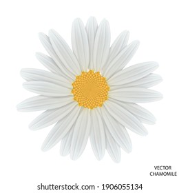Chamomile flower top view. Vector EPS 10.
