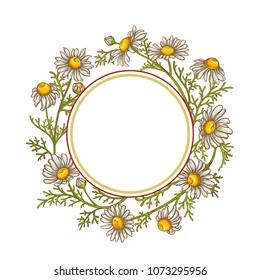 chamomile flower vector frame