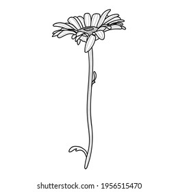 Chamomile flower. Vector hand-drawn drawing. Drawing with a black line. The outline of a daisy isolated on a white background.