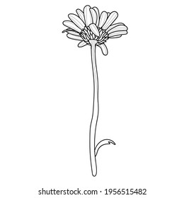 Chamomile Flower. Vector Hand-drawn Drawing. Drawing With A Black Line. The Outline Of A Daisy Isolated On A White Background.