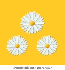 Chamomile flower, vector icon.