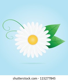 Chamomile flower. Vector illustration