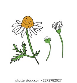 Chamomile flower vector illustration, Chamomile bud, leaves, flower isolated on white background