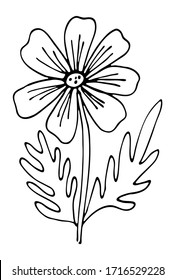 Kamille Blumengrafik Vektorillustration. Hand, die schwarz-weiße Blumendoodles zeichnet. Moderne botanische Kunst für Karten, Einladungen und Produktdesign.