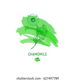 Chamomile flower vector illustration. Provence wildflowers. Medicinal herb. Hand drawn herbs icon on a green watercolor spot, outline.