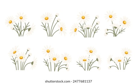 Chamomile flower vector illustration set in bloom, isolated on a white background