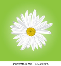 The chamomile flower. Flower white daisies on a green background, single, icon, vector