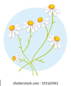Chamomile flowers 