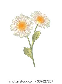 chamomile flowers