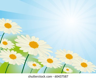 Chamomile flowers against the sky. Vector illustration