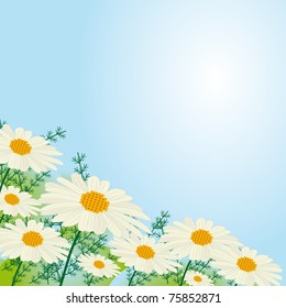 Chamomile flowers against the sky. Vector illustration