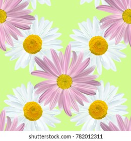 Chamomile flowers. Alternating flowers daisies white and purple on a light green background, seamless texture, vector