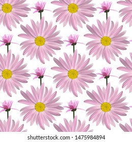 Chamomile flowers, blossoming inflorescence in profile. Floral seamless texture of Daisy flower purple color on a white background,geometric pattern, vector