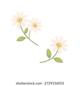 Ilustración vectorial botánica de flores de manzanilla