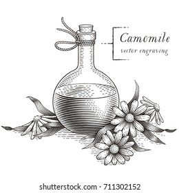 Chamomile Flowers And Bottle With Chamomile Extract. Hand Drawn Engraving Style Illustrations. 