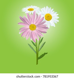 Chamomile flowers. Bouquet of daisies on green background, vector