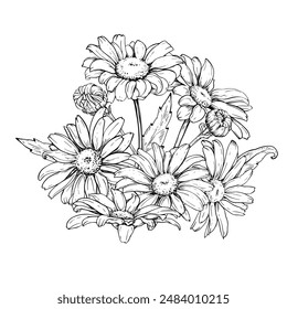 Chamomile flowers bouquet vector sketch drawing