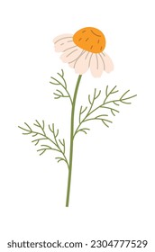 Chamomile Flowers Branch Vector Illustration