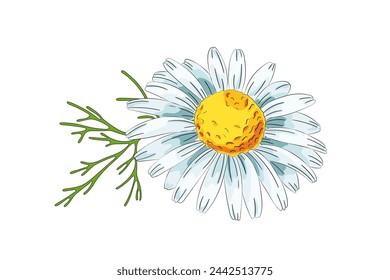 Chamomile flowers. Camomile medicinal plant, herbal medicine and natural ingredient for skincare beauty products. Color vector illustration