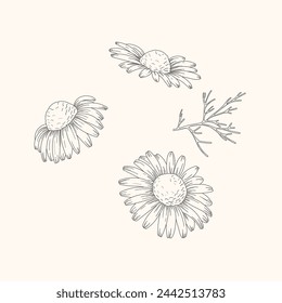 Chamomile flowers. Camomile medicinal plant, herbal medicine and ingredient for tea or natural skincare beauty products. Floral vector illustration in sketch style